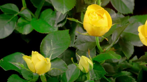 Time Lapse of Opening Yellow Rose Flower