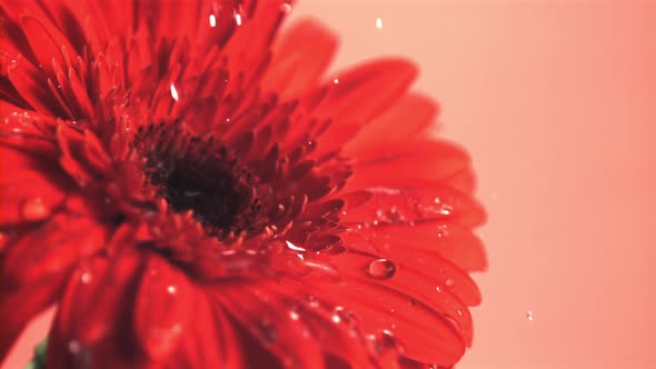 Super Slow Motion Water Drips on the Fragrant Flower Gerbera