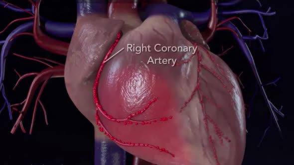 coronary artery 3d emedical anatomy