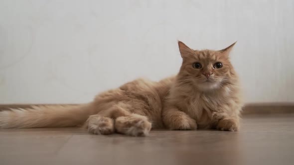 Cute Ginger Cat Lying on Wooden Floor. Fluffy Pet in Cozy Home.