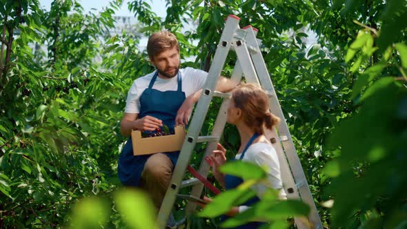 Gardeners Team Working Garden Talking About Production Level on Big Plantation