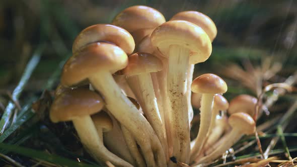 Armillaria Mushrooms Of Honey Agaric In A Sunny Forest In The Rain