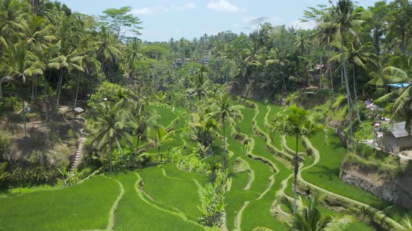 Aerial drone view of beautiful rice terraces