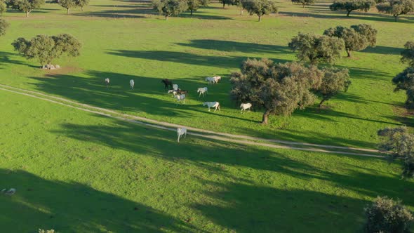 Aerial View of a Wildlife Along Scenic Landscape During Sunset