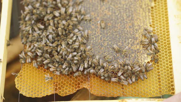 Close-up of Bees on Honeycomb in Apiary. Apiculture. Natural Product.