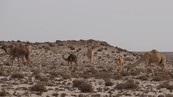 Herd of Dromedary Camels 