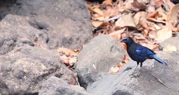 Malabar Whistling Thrush dancing on the rocks fanning its beautiful blue tail as it searches for foo