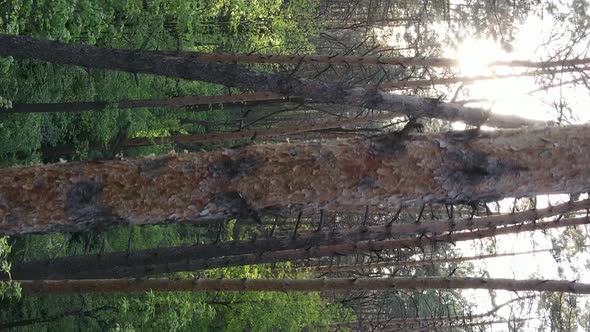 Vertical Video of a Forest with Pine Trees