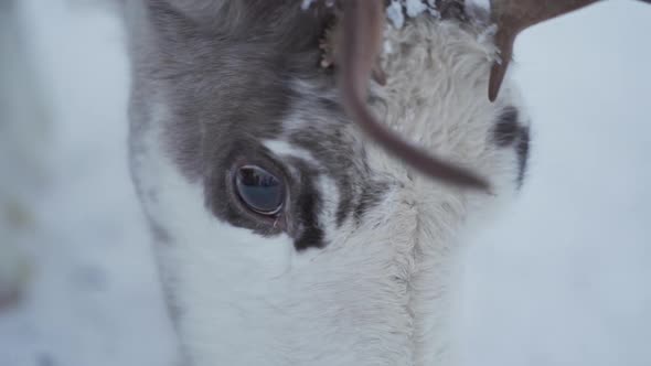 Close up slowmotion of eyes of reindeer eating food from a frozen ground in Lapland Finland.