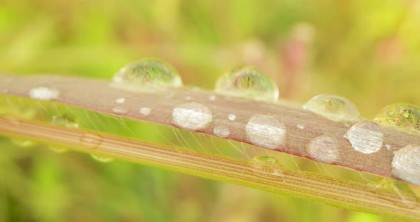 Morning Dew Drops On The Leaf Of Plant In the Early Morning. - macro, slider