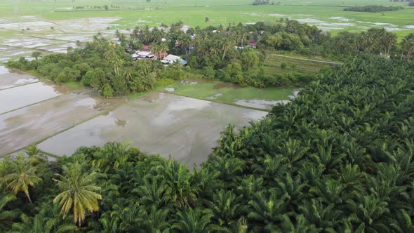 Aerial fly over green paddy 