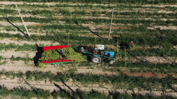 Workers Harvest Hops in a Tractor