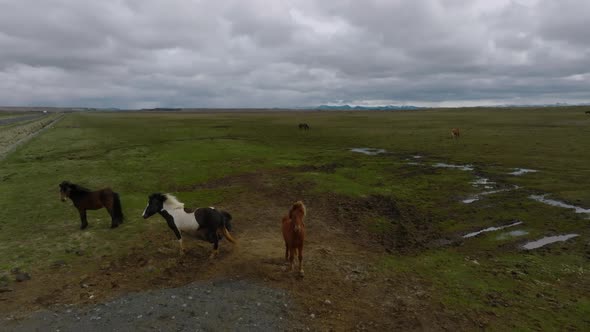 Beautiful Icelandic Horses Running Around in the Field