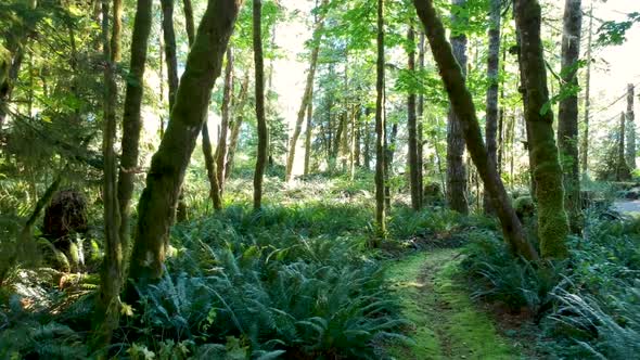 Moving through the rainforest