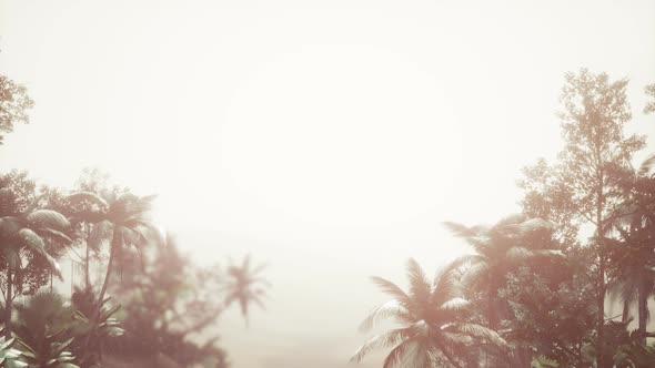 Tropical Palm Rainforest in Fog alt