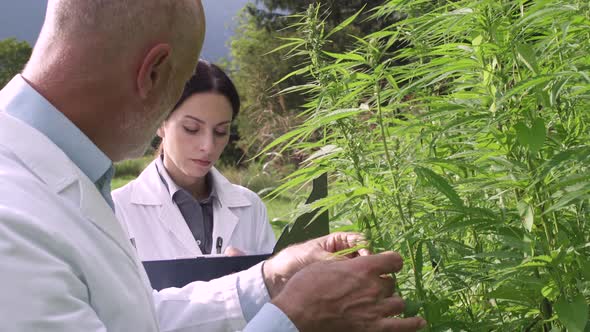 Professional researchers analyzing hemp plants in a field