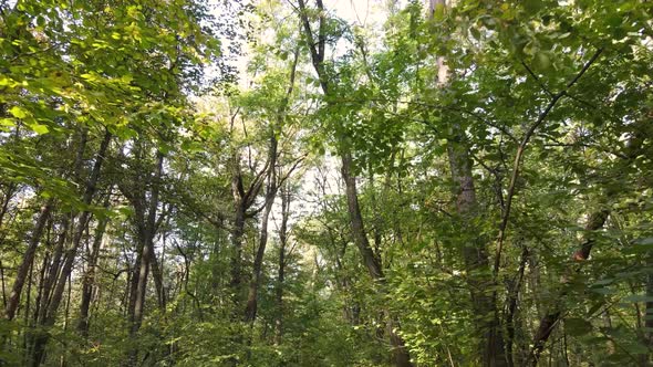 Trees in the Forest on an Autumn Day