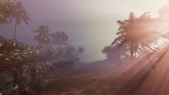 Sunset Beams Through Palm Trees