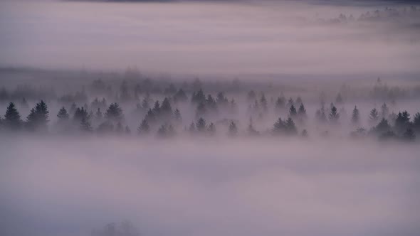 Aerial view of fog in the forest, Pupplinger Au, Germany