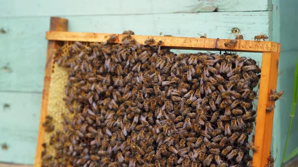 Wooden frame with many bees on it. Working bees produce honey. Frame stands near hive.