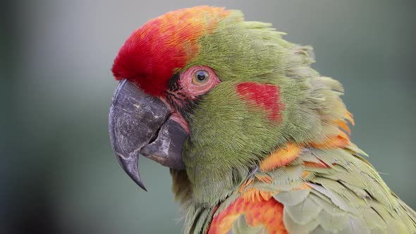 4K Portrait of colorful Ara Rubrogenys species from Bolivia watching at camera - Beautiful Red front