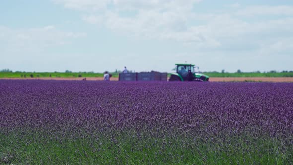 Purple Lavender Field with Tractor and People Working Behind
