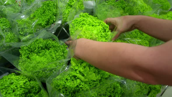 Female Hand a Chooses Cabbage Salad Makes Purchases in the Supermarket Buys Groceries Healthy Food