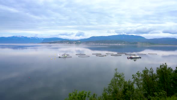 Farm Salmon Fishing