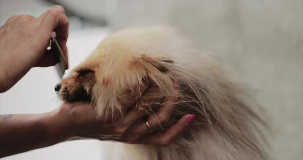 Bathing and Drying Spitz in a Beauty Salon