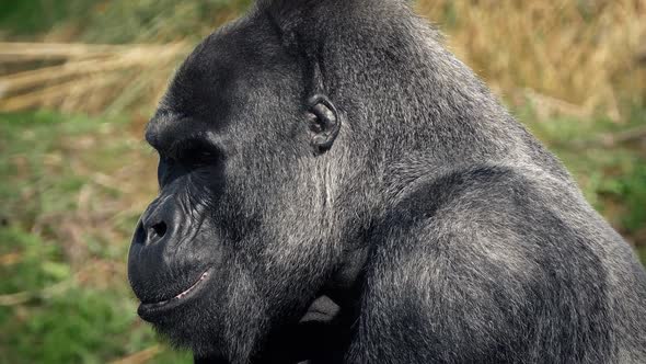 Gorilla Chewing Food Gets up and Leaves