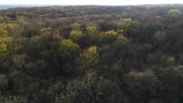 Flying Over the Tops of Bare Spring Trees of Mixed Forest