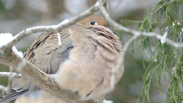 Macro shot of bird with snowflake on feathers inflating body to stay warm