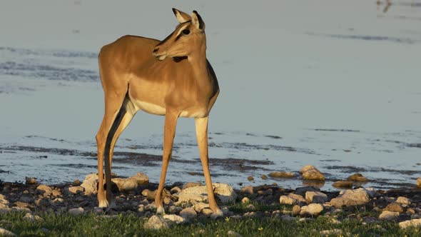 Impala Antelope At A Waterhole - Etosha National Park