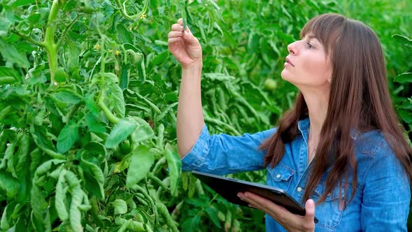 Beautiful Farmer Female Girl Checks Quality of Tomato in Green House with Tablet