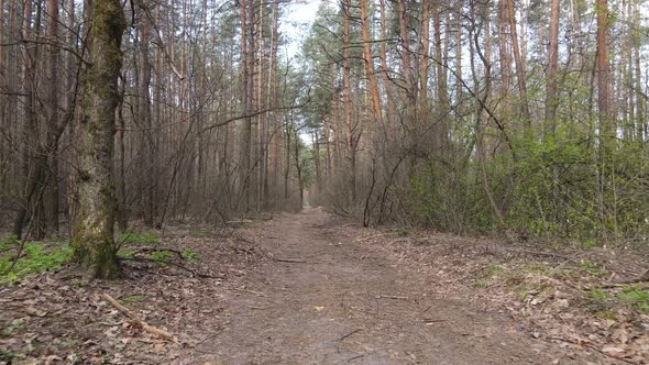 Road in the Forest During the Day Slow Motion