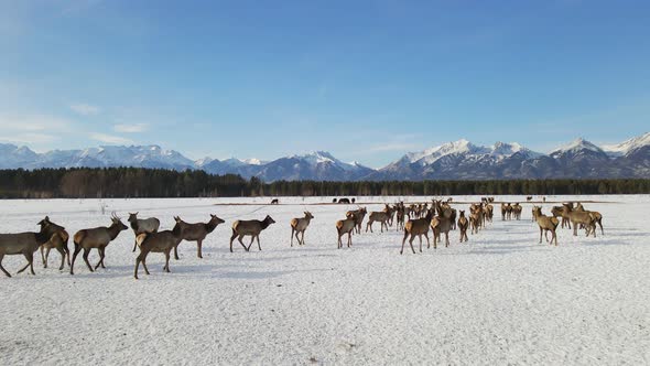 Herd of Elks Cervus Elaphus Sibiricus Grazing in Winter with Mountains at Background