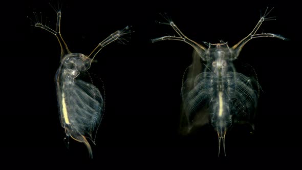 The Zooplankton and Plankton of the Black Sea Under a Microscope, Cladocera Penilia Avirostris