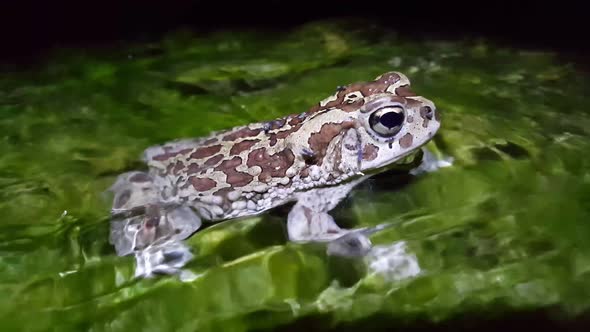 European green toad in a river 