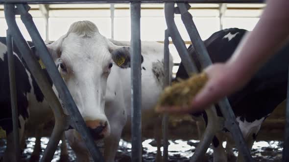 Agronomist Feeding White Cow with Hay in Barn Closeup
