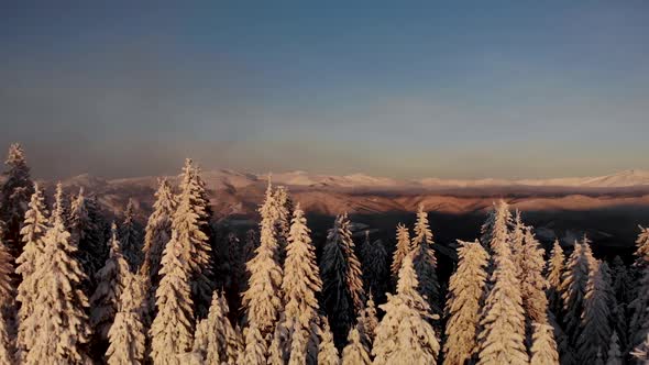 Drone Aerial Fly Above Winter Forest Unveiling Mountain Valley