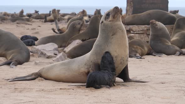 Mother sea lion and her pup at Cape Cross Seal Reserve