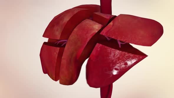 3D Animation of the human internal organs.Role of liver on organs