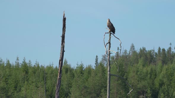 A Juvenile Eagle Perching On A Piece Of Wood And Flies Away In The Wilderness - wide shot