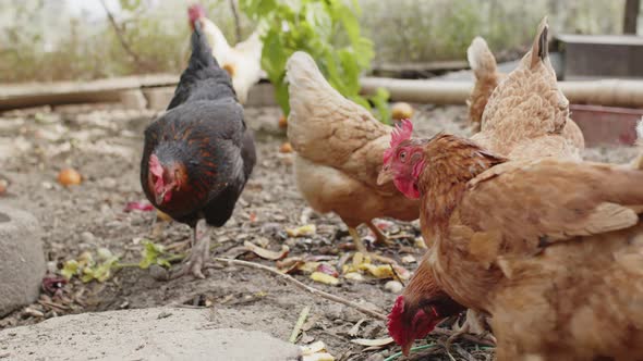 Chickens Scratch in the Open Air