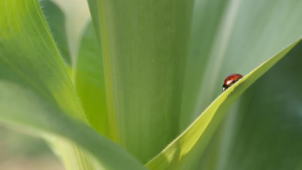 Slow motion ladybird on the corn leaf 1920X1080 HD footage -  Close-up of Coccinellidae  red beetle 