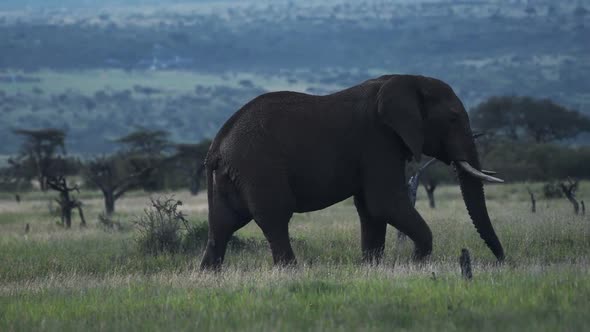 Landscape view of a male elephant walking through the Kenyan savannah, Africa