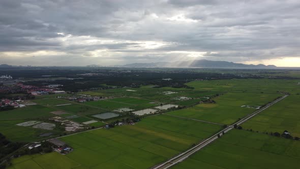 Fly over paddy field in sun ray evening. 
