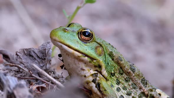 Frog Sits on the Sand Near the River Shore. Portrait of Green Toad.