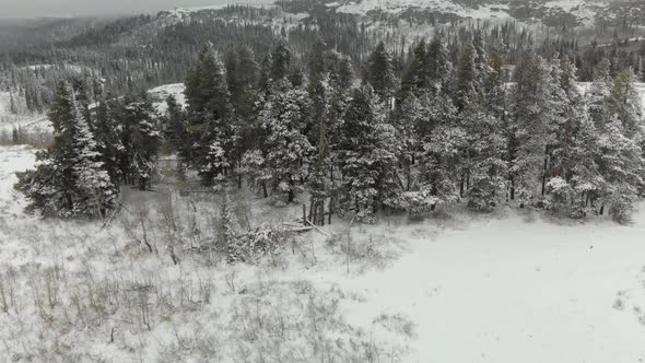 Aerial pan up view over a snowy cluster of pine trees in Idaho's Cassia District of the Sawtooth For