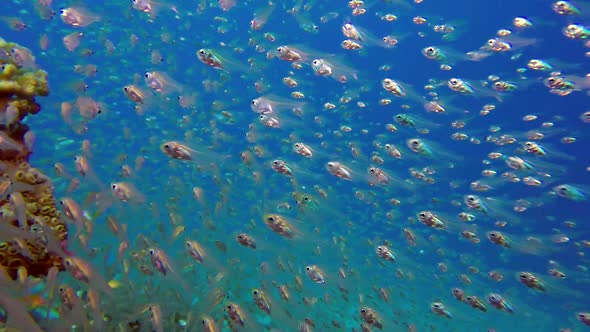 Underwater Glassfish with Blue Water Background